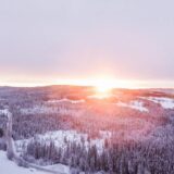 aerial photo of forest