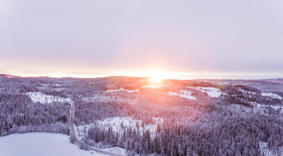 aerial photo of forest