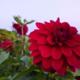 人と繋がりたいのに削ってる？