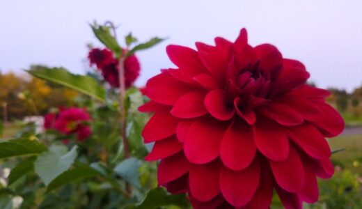 人と繋がりたいのに削ってる？